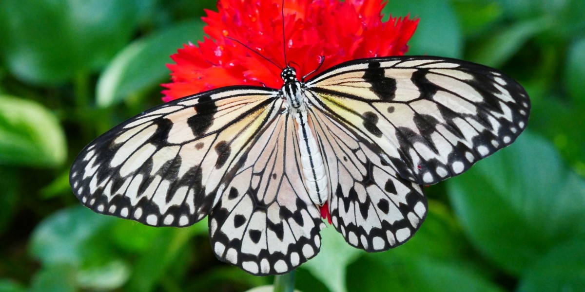 Schmetterlingshaus Jonsdorf 1