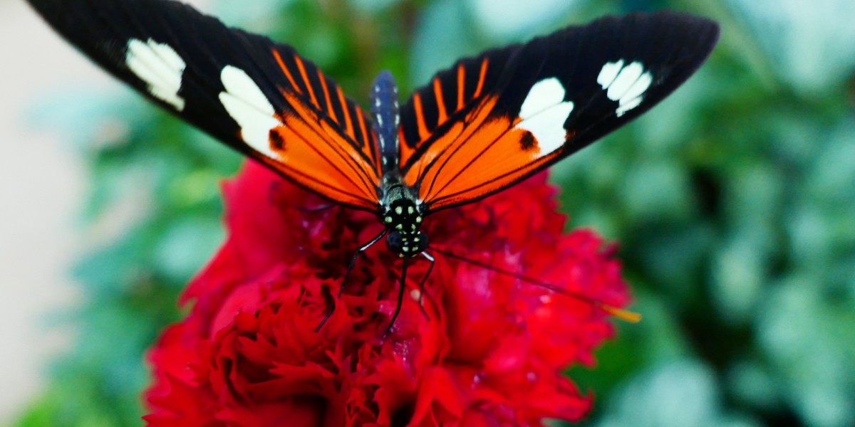 Schmetterlingshaus Jonsdorf 2