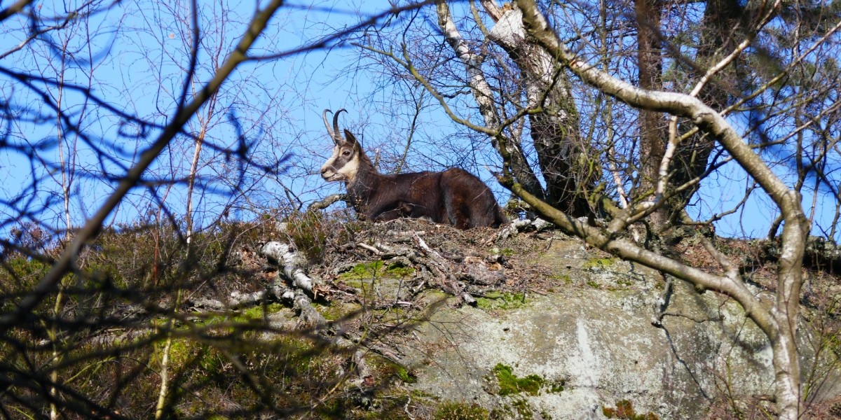 Jonsdorfer Felsenstadt