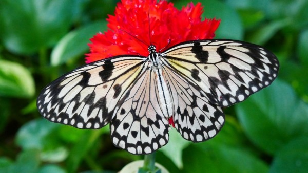 Schmetterlingshaus Jonsdorf 1