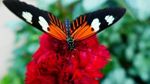 Schmetterlingshaus Jonsdorf 2